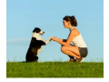 cachorro-amigo-adestramento-canino-pets-small-6