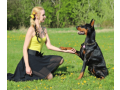 cachorro-amigo-adestramento-canino-pets-small-5