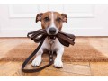 cachorro-amigo-adestramento-canino-pets-small-1