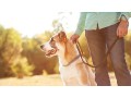 cachorro-amigo-adestramento-canino-pets-small-2
