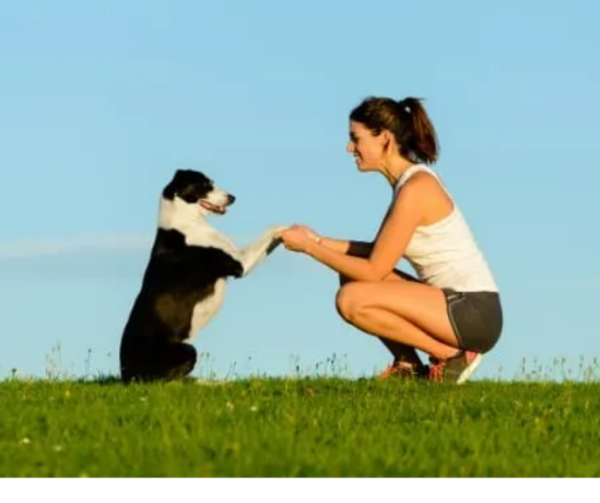 cachorro-amigo-adestramento-canino-pets-big-6