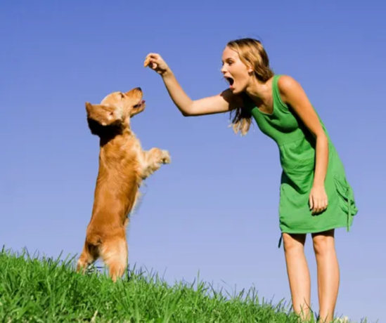 cachorro-amigo-adestramento-canino-pets-big-4
