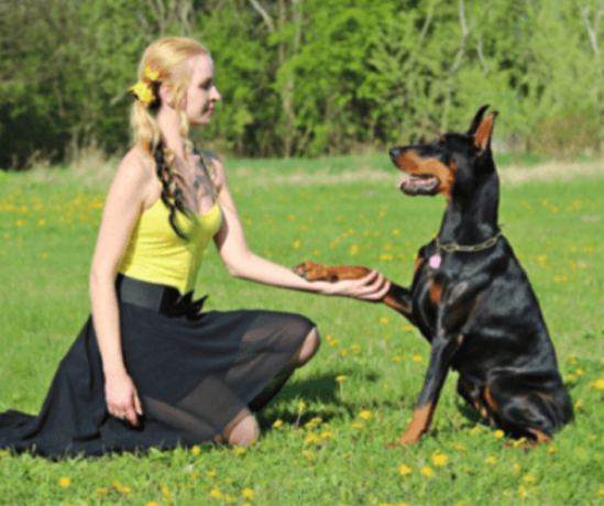 cachorro-amigo-adestramento-canino-pets-big-5