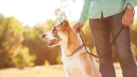 cachorro-amigo-adestramento-canino-pets-big-2