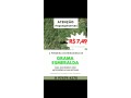 grama-esmeralda-a-750-o-metro-small-2