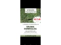 grama-esmeralda-a-750-o-metro-small-1