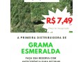 grama-esmeralda-a-750-o-metro-small-3