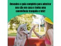 adestramento-canino-em-casa-small-4